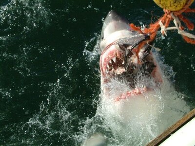 great-white-shark-closeup.jpg