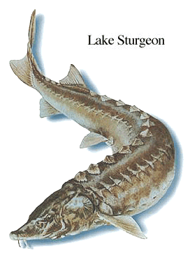 sturgeon.gif