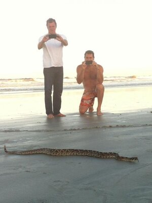 SNAKE_ON_THE_BEACH_PIC_4.jpg