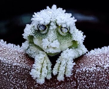 Iced Tree Frog.jpg