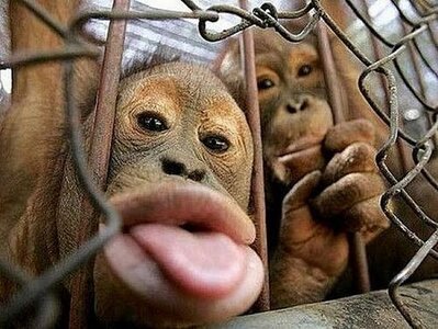 811-Cheeky-monkey.jpg