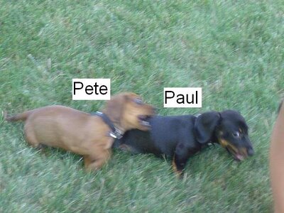 pete paul.JPG