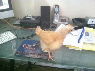 Rubberchicken desk.JPG