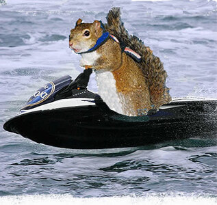 squirrelski.jpg