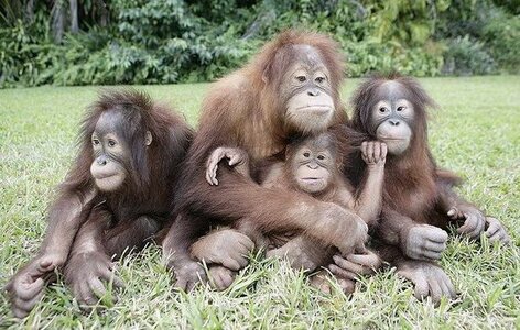 orangutan-family.jpg