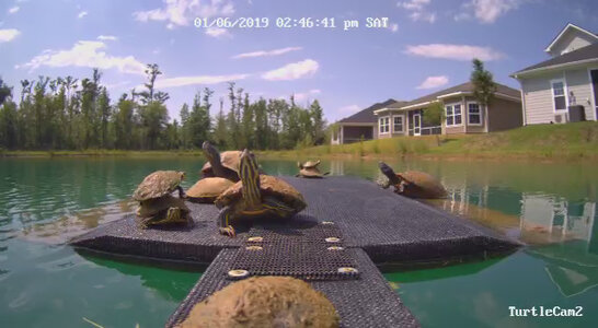 Preview_TurtleCam2_01_20190601_154638_7067078.jpg