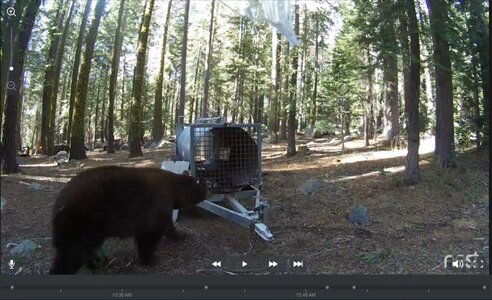 Bear Capture.JPG