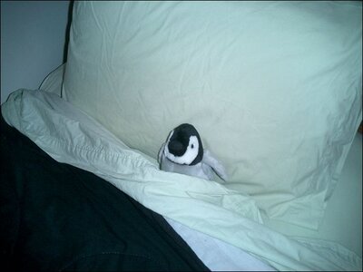 Penguin%20in%20Bed.jpg