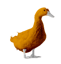 orange_duck.png