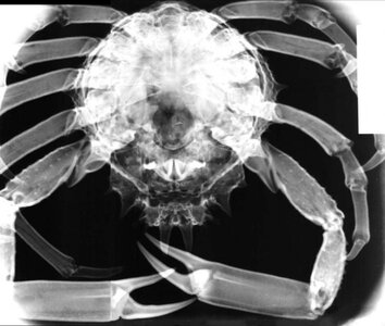 Spider_Crab_XRay.jpg