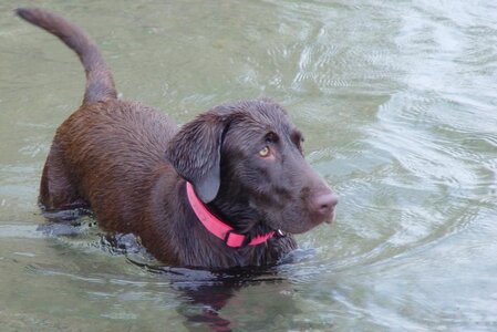 COCO in water.jpg