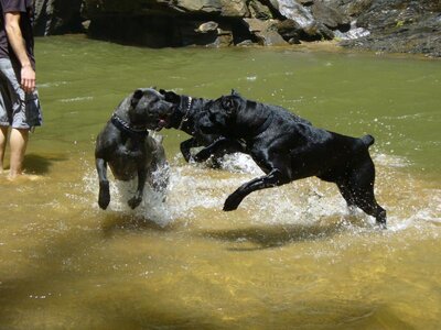 dogs jumping in water.jpg