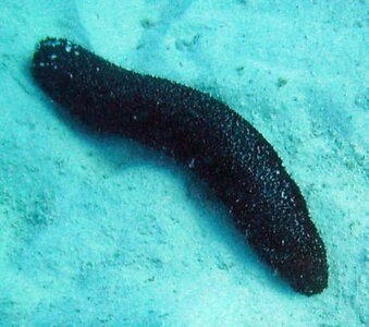 Sea_cucumber.jpg